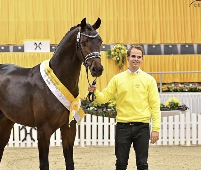 Billede til vi tilbyder Vallentin Dressage Klargøring til hingstekåring og Hoppekåring